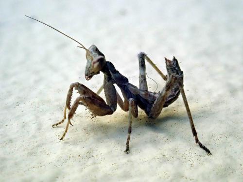 Amelinae